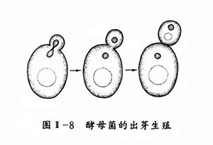 酒知识：酿酒中的酵母菌来自哪里?